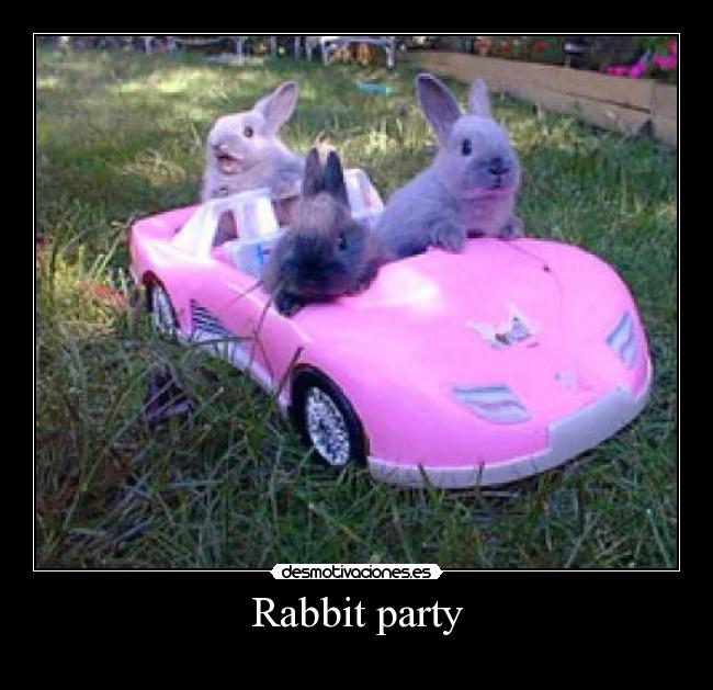 Rabbit party - 