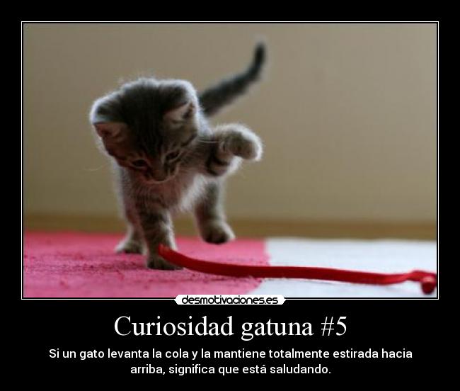 Curiosidad gatuna #5 - Si un gato levanta la cola y la mantiene totalmente estirada hacia
arriba, significa que está saludando.