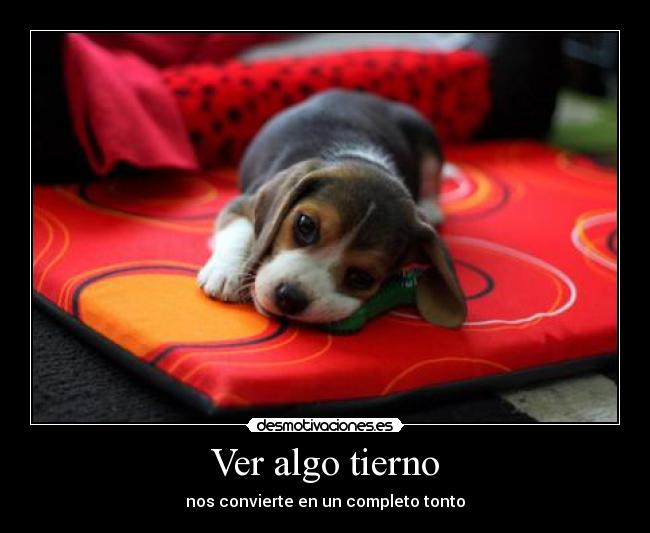 Ver algo tierno - 