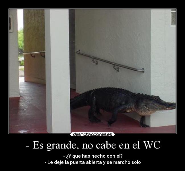- Es grande, no cabe en el WC - 