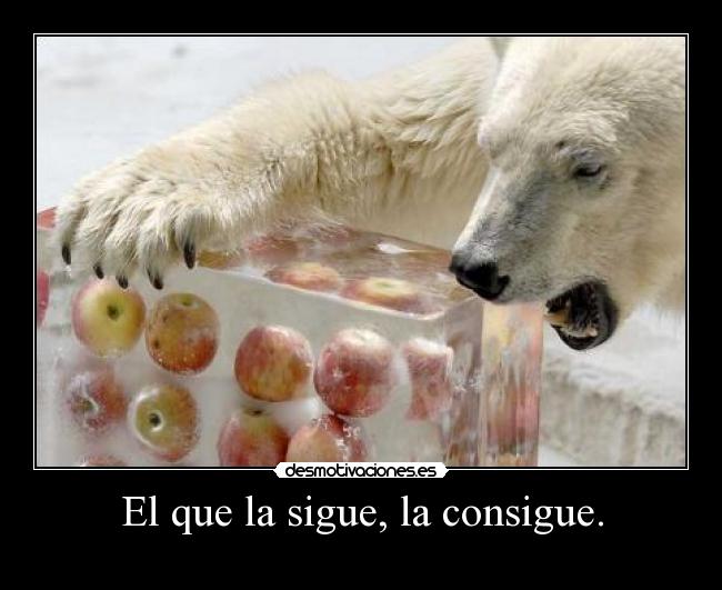 El que la sigue, la consigue. - 