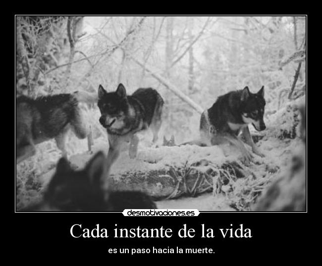 carteles vida pierre corneille desmotivaciones