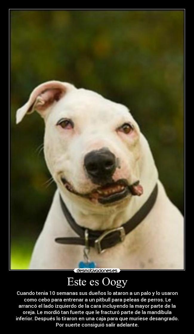 Este es Oogy - Cuando tenia 10 semanas sus dueños lo ataron a un palo y lo usaron
como cebo para entrenar a un pitbull para peleas de perros. Le
arrancó el lado izquierdo de la cara incluyendo la mayor parte de la
oreja. Le mordió tan fuerte que le fracturó parte de la mandíbula
inferior. Después lo tiraron en una caja para que muriese desangrado.
Por suerte consiguió salir adelante.