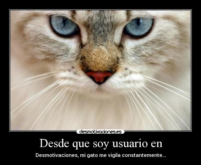 Desde que soy usuario en - Desmotivaciones, mi gato me vigila constantemente...