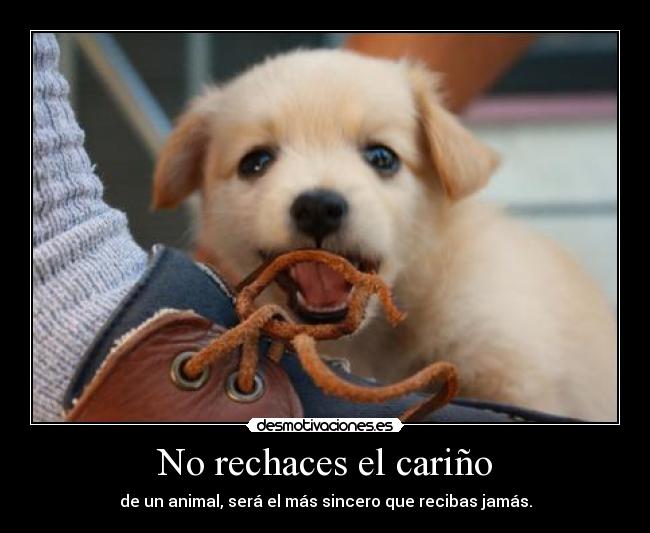 No rechaces el cariño - de un animal, será el más sincero que recibas jamás.