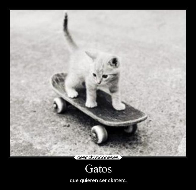 Gatos - que quieren ser skaters.