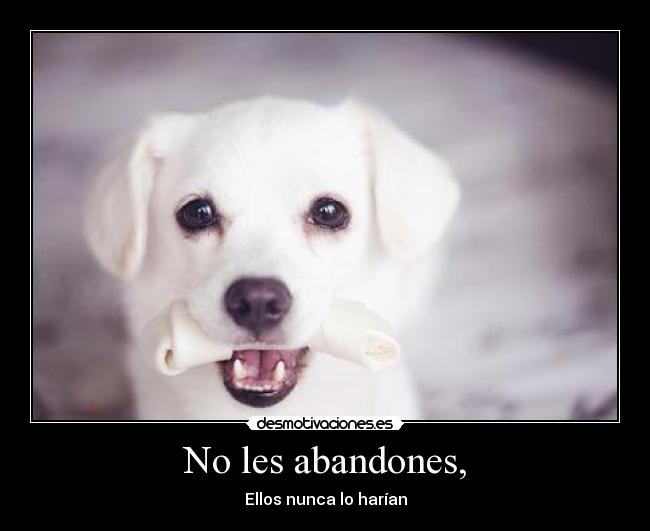 carteles perro desmotivaciones