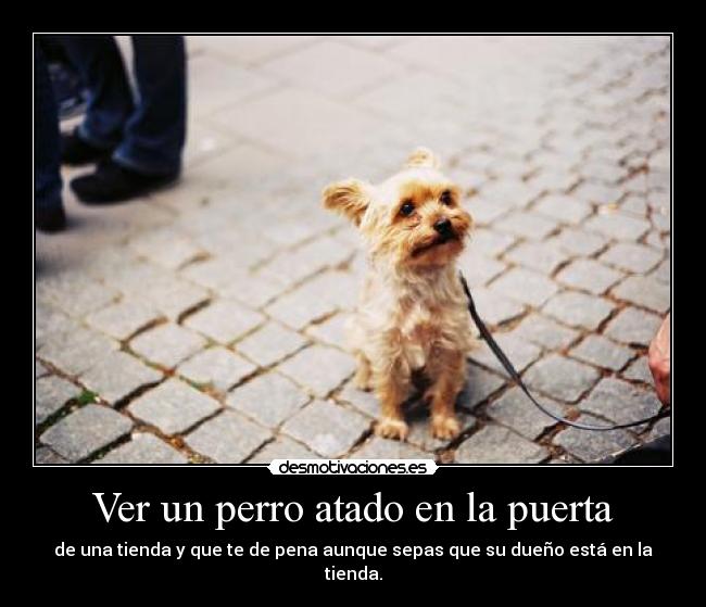 Ver un perro atado en la puerta - de una tienda y que te de pena aunque sepas que su dueño está en la tienda.