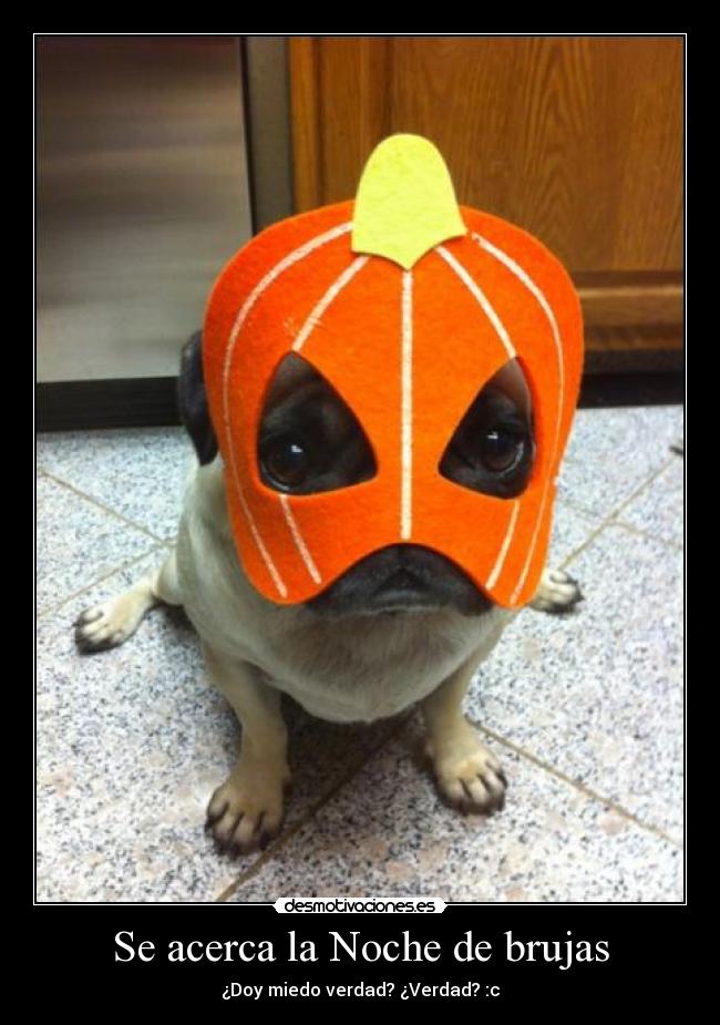 Se acerca la Noche de brujas - ¿Doy miedo verdad? ¿Verdad? :c