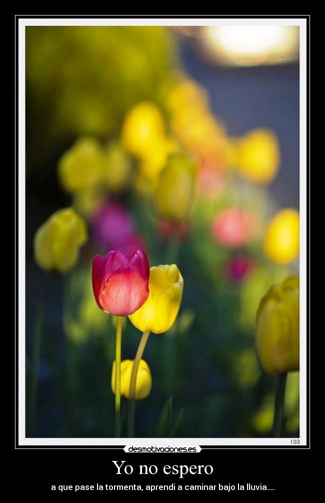Yo no espero - a que pase la tormenta, aprendi a caminar bajo la lluvia....