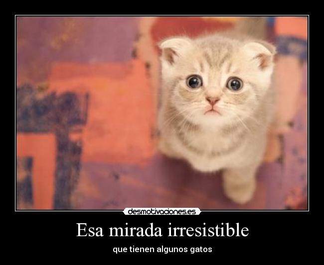 Esa mirada irresistible - que tienen algunos gatos