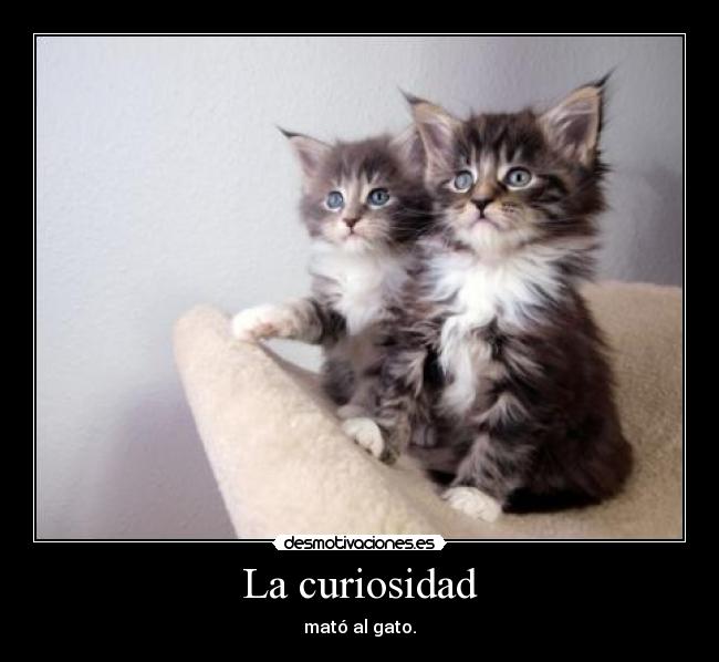 La curiosidad - mató al gato.