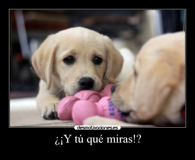 ¿¡Y tú qué miras!? - 