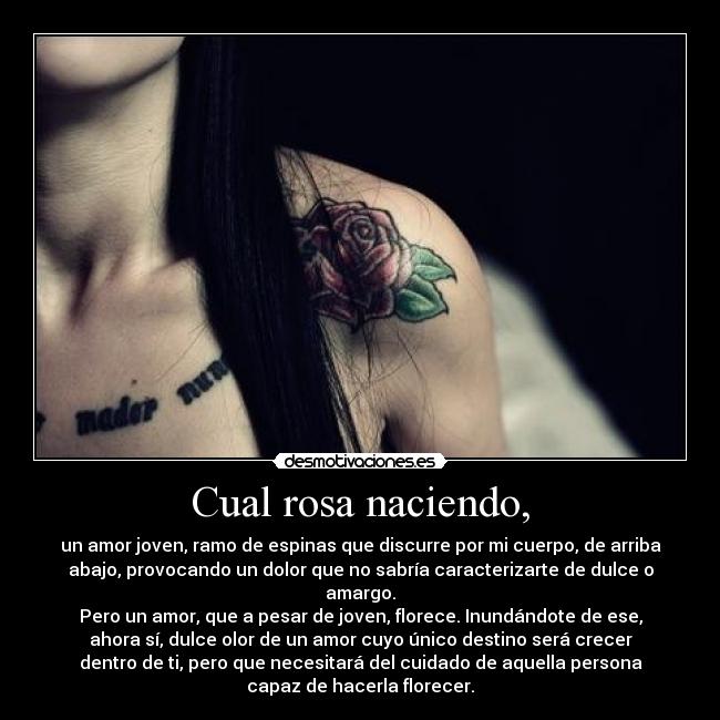 Cual rosa naciendo, - un amor joven, ramo de espinas que discurre por mi cuerpo, de arriba
abajo, provocando un dolor que no sabría caracterizarte de dulce o
amargo.
Pero un amor, que a pesar de joven, florece. Inundándote de ese,
ahora sí, dulce olor de un amor cuyo único destino será crecer
dentro de ti, pero que necesitará del cuidado de aquella persona
capaz de hacerla florecer.