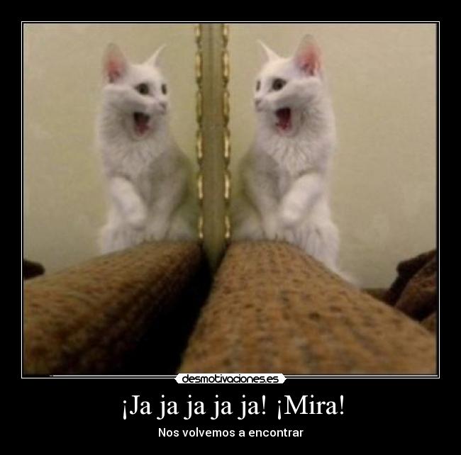 ¡Ja ja ja ja ja! ¡Mira! - Nos volvemos a encontrar