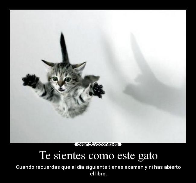 Te sientes como este gato - Cuando recuerdas que al día siguiente tienes examen y ni has abierto el libro.