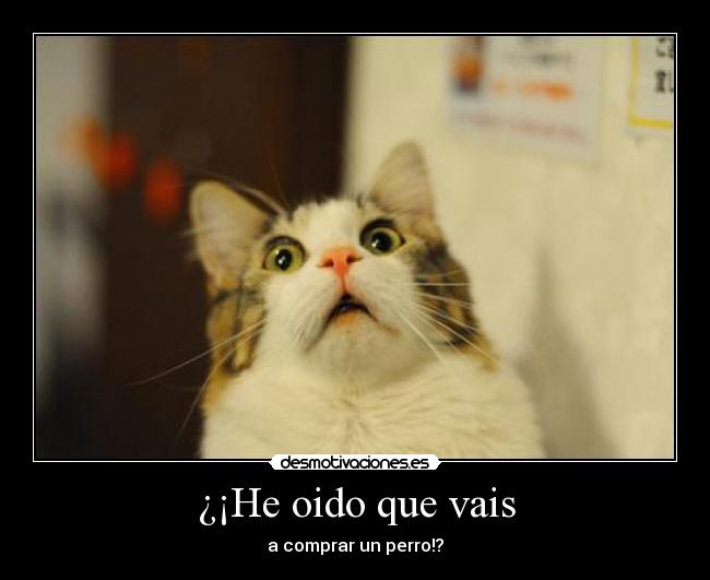 ¿¡He oido que vais -