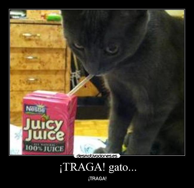 ¡TRAGA! gato... - 
