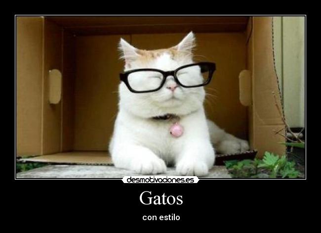 carteles gatos gatosgafas sexy desmotivaciones