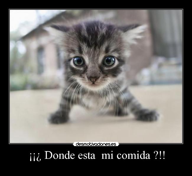 ¡¡¿ Donde esta  mi comida ?!! - 