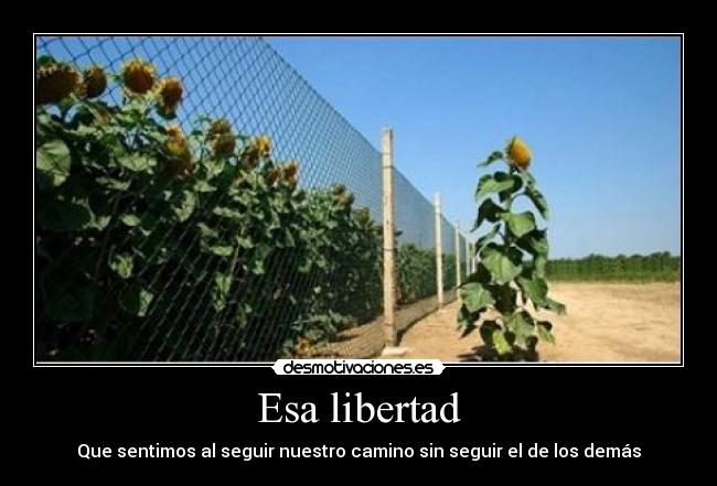 Esa libertad - Que sentimos al seguir nuestro camino sin seguir el de los demás