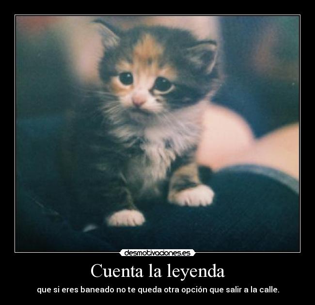 carteles adricomecocos elclanviral clanchocoputa voy por kittag tengo hambrr desmotivaciones