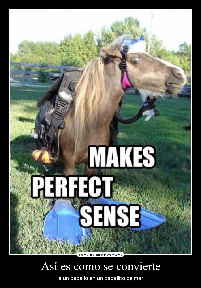 carteles caballo caballito mar buzo desmotivaciones