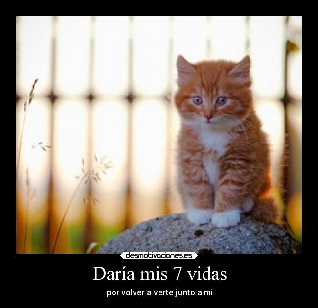Daría mis 7 vidas - por volver a verte junto a mi