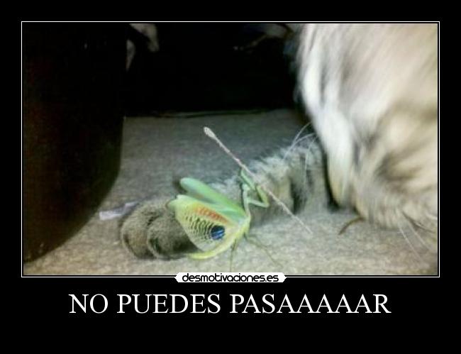 NO PUEDES PASAAAAAR - 