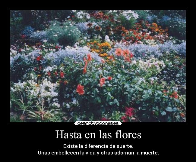 Hasta en las flores - Existe la diferencia de suerte.
Unas embellecen la vida y otras adornan la muerte.