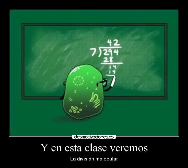 Y en esta clase veremos - La división molecular