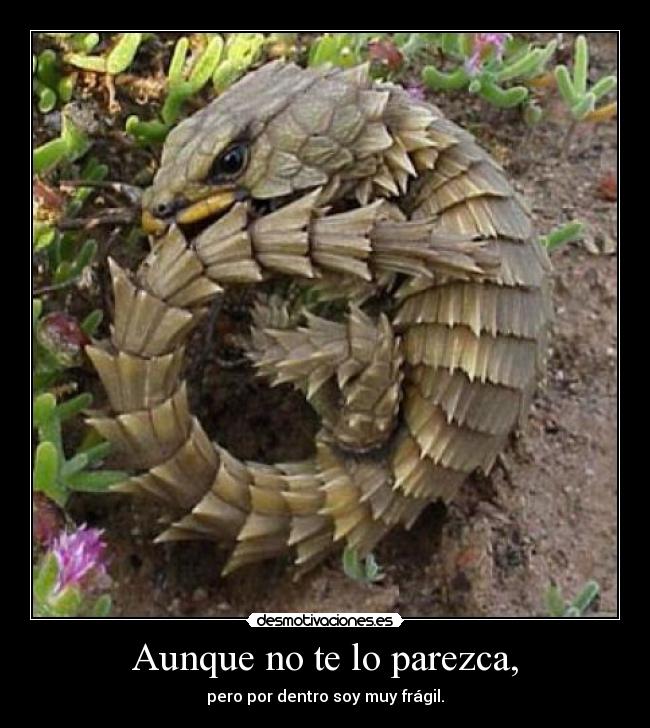 Aunque no te lo parezca, - pero por dentro soy muy frágil.