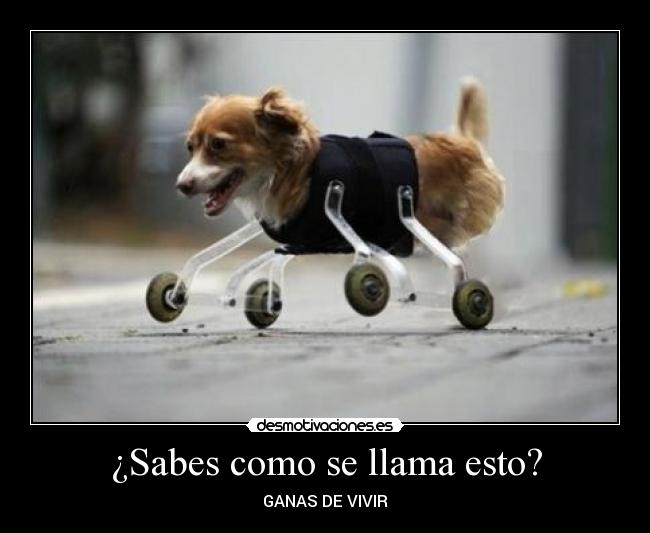 ¿Sabes como se llama esto? -