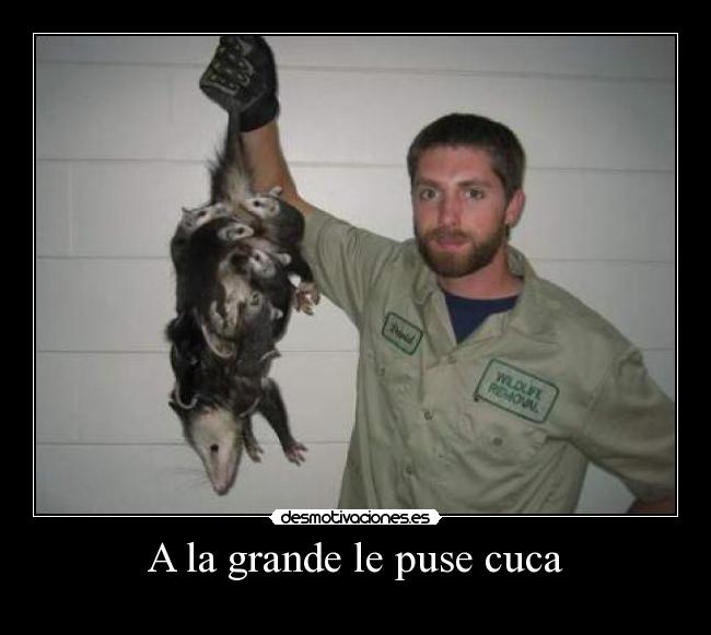 A la grande le puse cuca - 