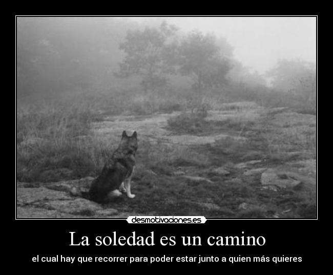 carteles soledad lobos lobos lobos auuuuuuuu soy letra nomiresaqui desmotivaciones