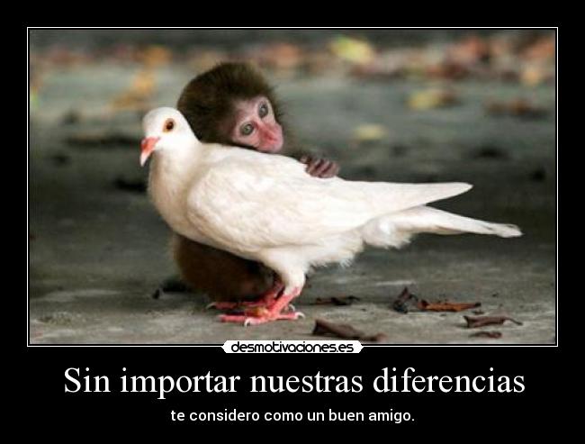 Sin importar nuestras diferencias - te considero como un buen amigo.