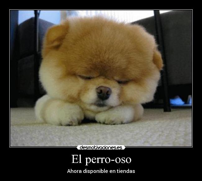 El perro-oso - Ahora disponible en tiendas