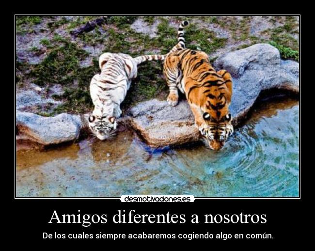 Amigos diferentes a nosotros - De los cuales siempre acabaremos cogiendo algo en común.