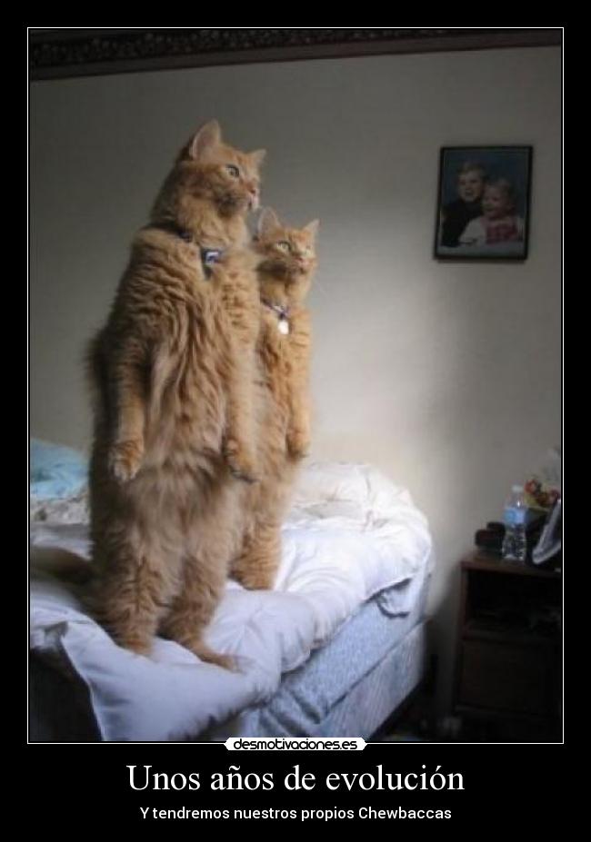 Unos años de evolución - Y tendremos nuestros propios Chewbaccas
