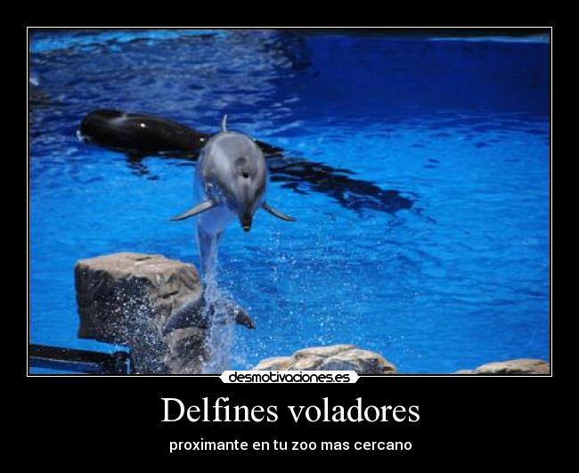 Delfines voladores - proximante en tu zoo mas cercano