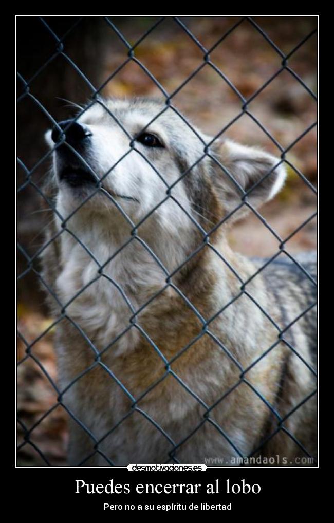 Puedes encerrar al lobo - Pero no a su espíritu de libertad