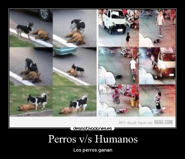 Perros v/s Humanos - Los perros ganan