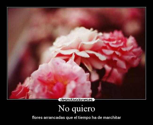 No quiero - flores arrancadas que el tiempo ha de marchitar