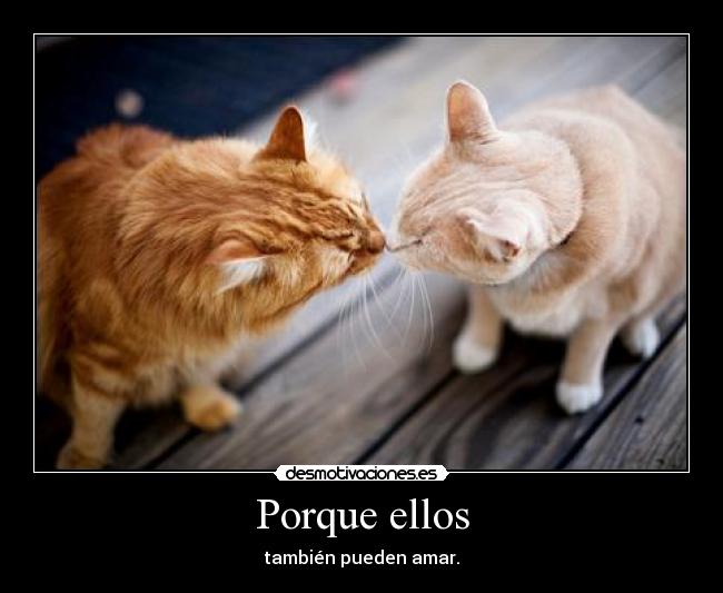 carteles amar gatitos gatos novios desmotivaciones