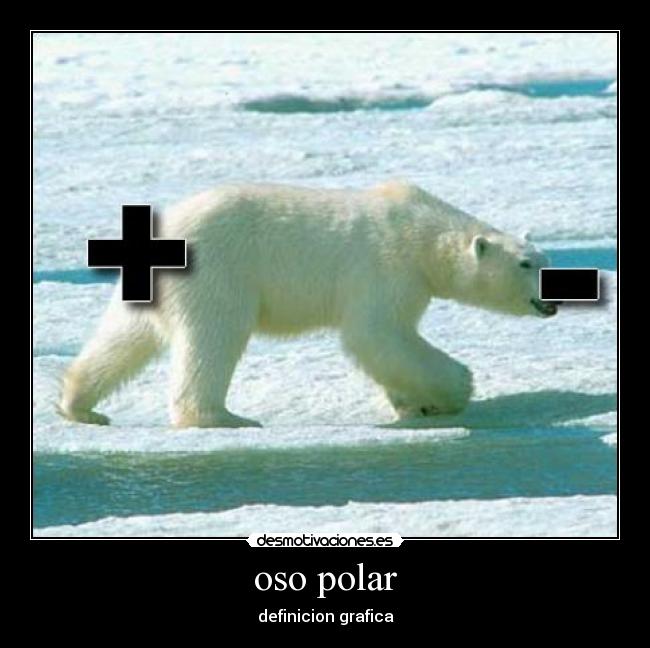 oso polar -
