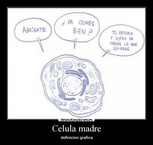 Celula madre - definicion grafica
