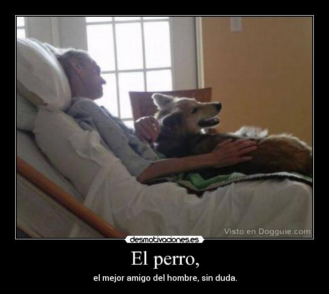 El perro, - el mejor amigo del hombre, sin duda.