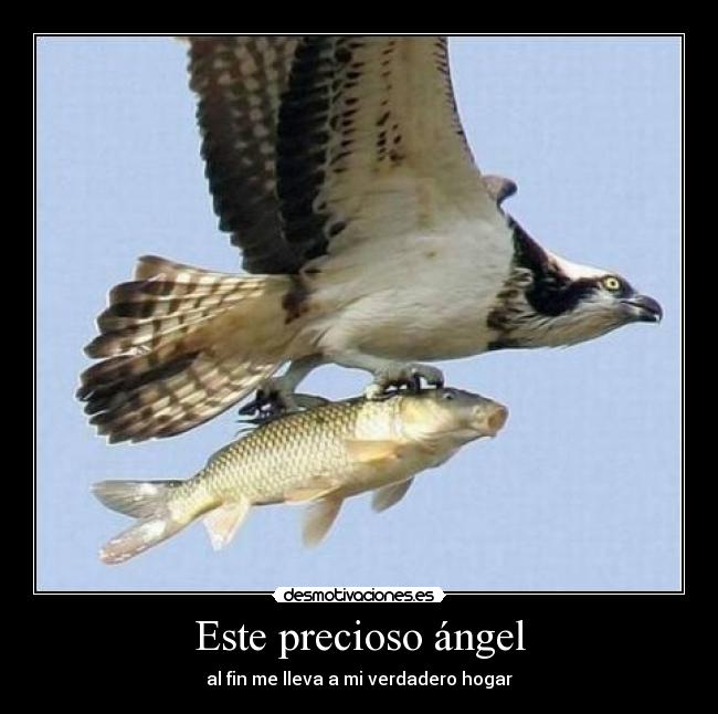 carteles eften elclanviral desmotivaciones