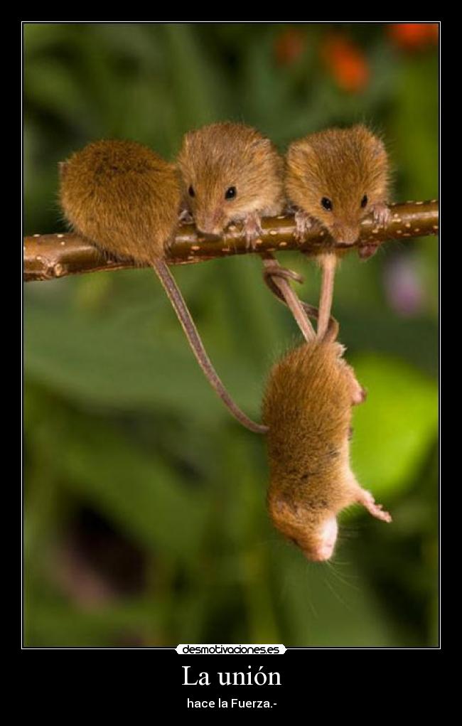 La unión - 