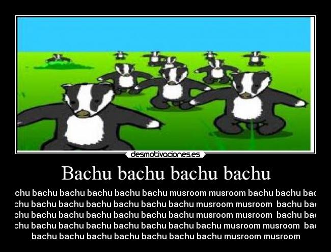 Bachu bachu bachu bachu - 